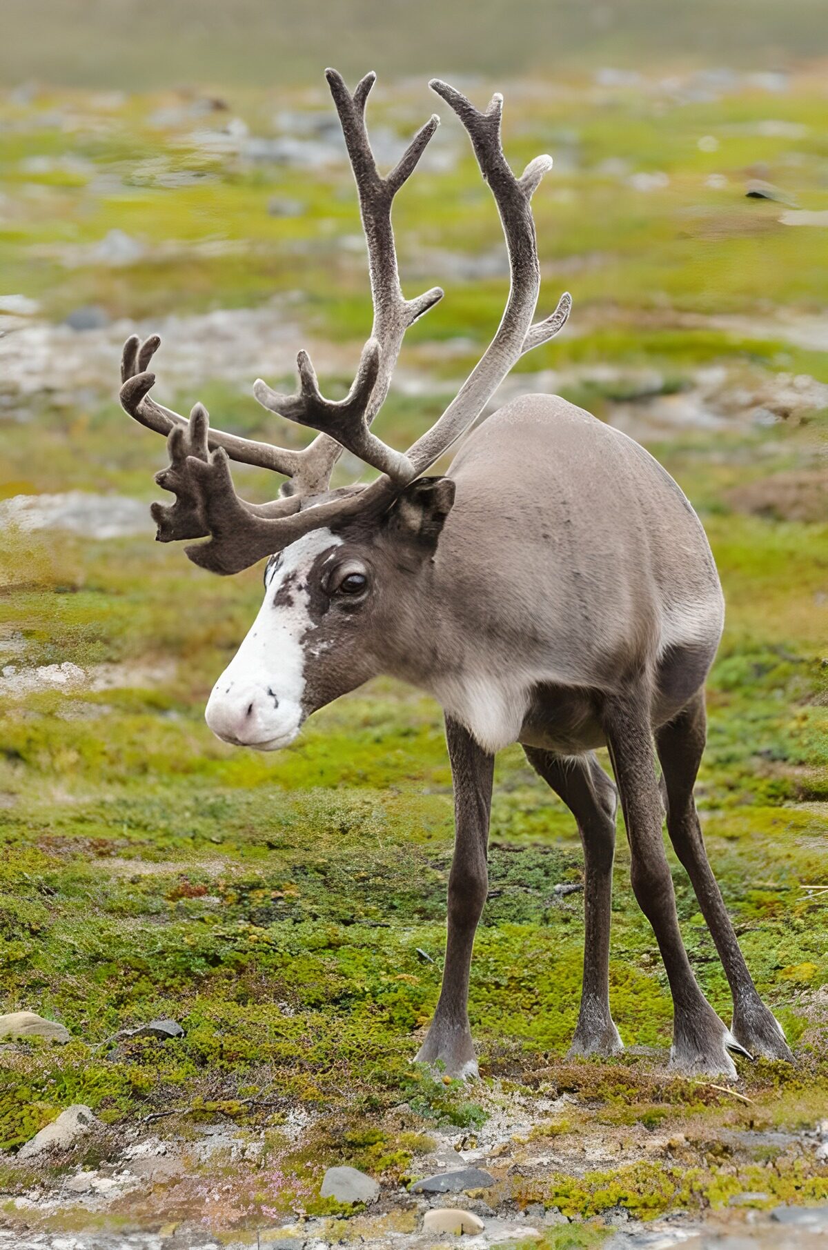 Majestic Reindeer in Natural Habitat