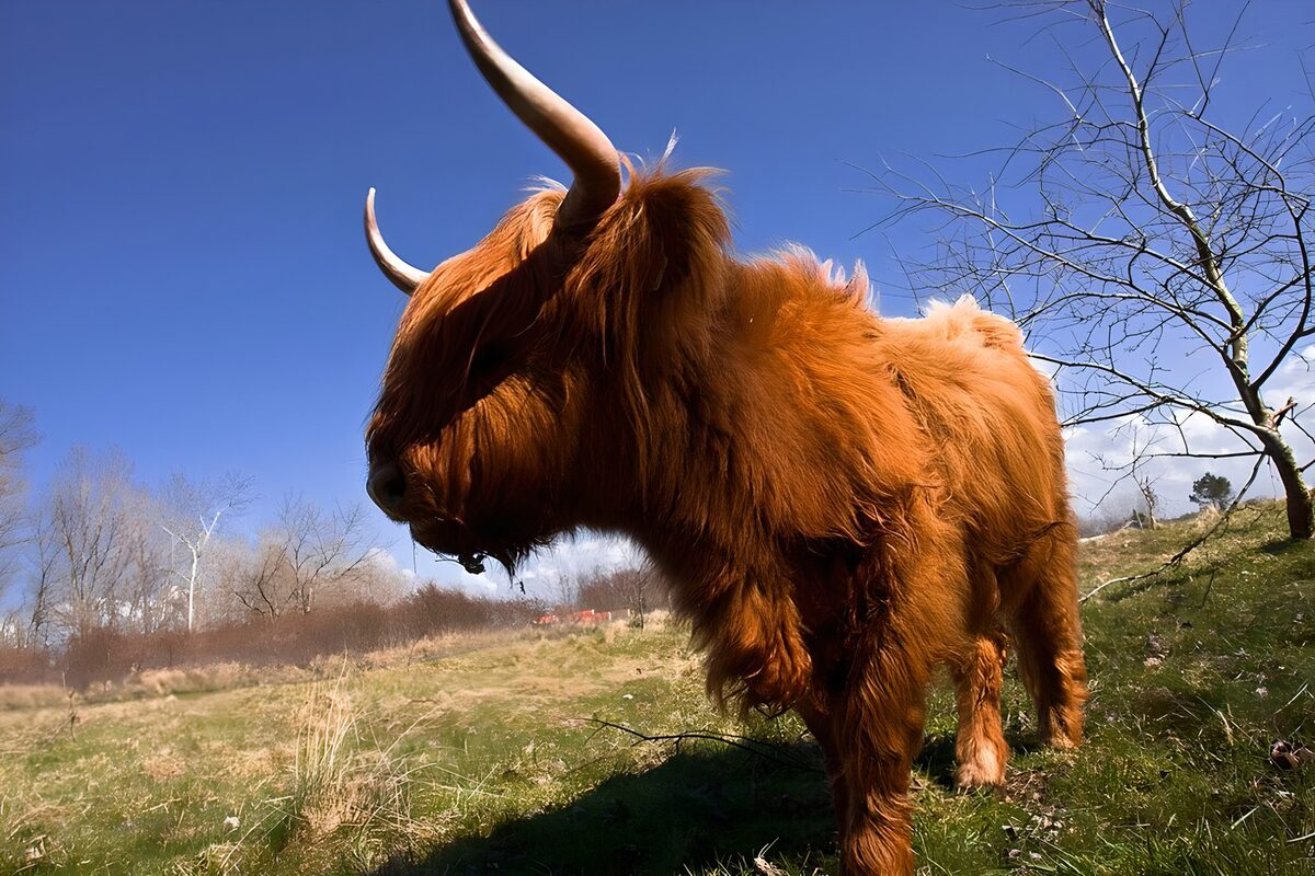 Highland Cattle in a Sunny Meadow