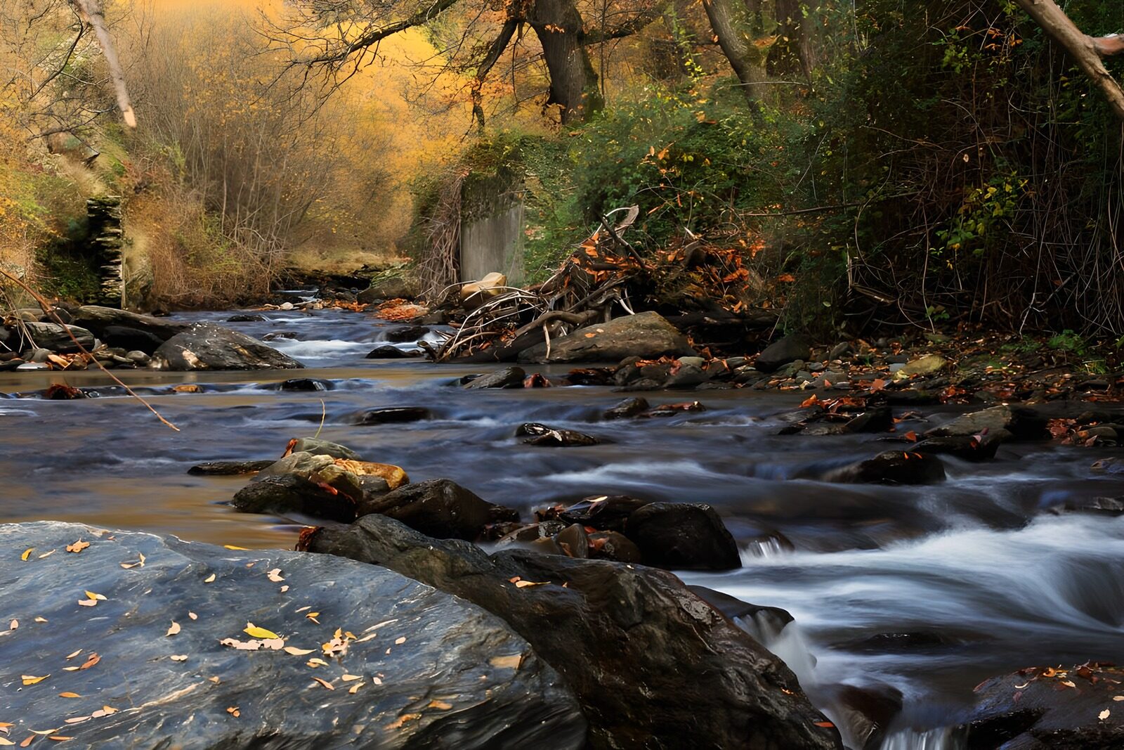 OCCOM9840466: Serene Autumn Stream