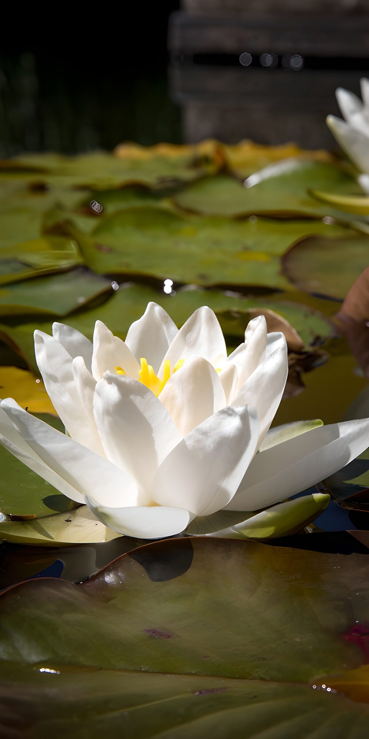 OCCOM1774543: Serene Water Lily in Bloom