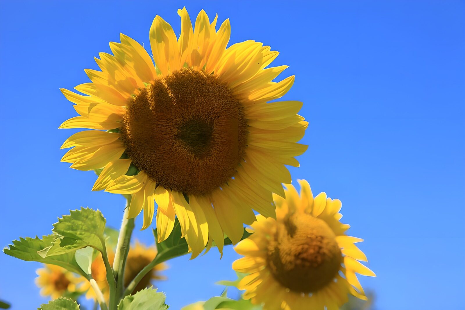 OCCOM4219169: Bright Sunflowers Under Blue Sky