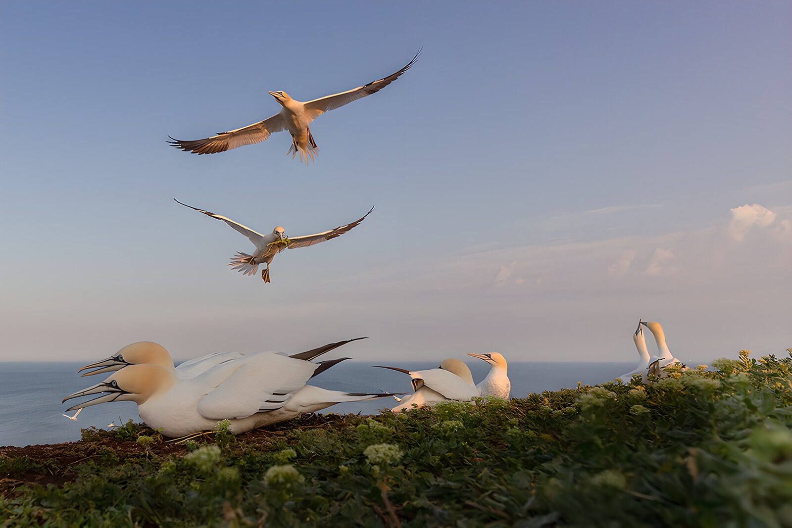 OCCOM1561438: Seabirds in Flight at Sunset