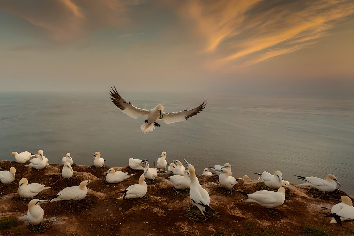 Seabirds at Dusk