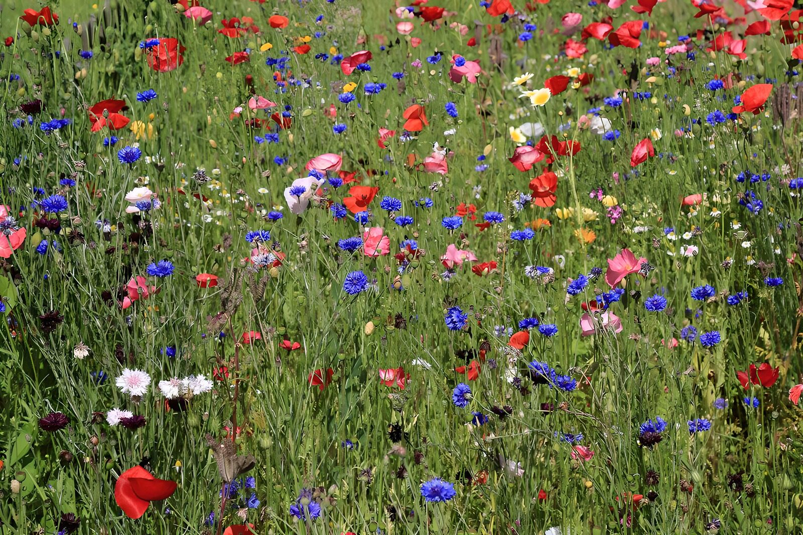 OCCOM4650125: Vibrant Wildflower Meadow in Bloom