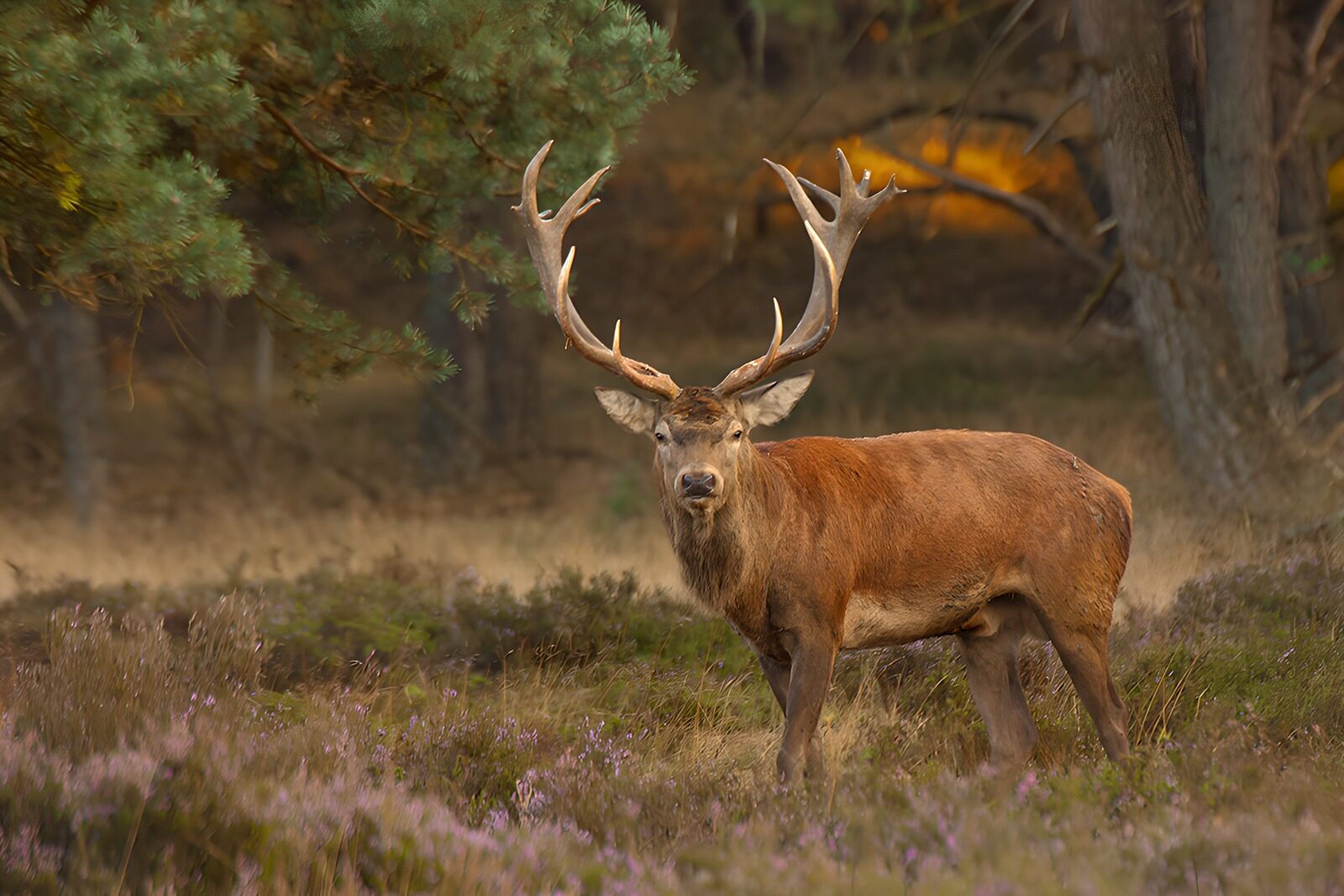 OCCOM3266571: Majestic Stag in Autumn Forest