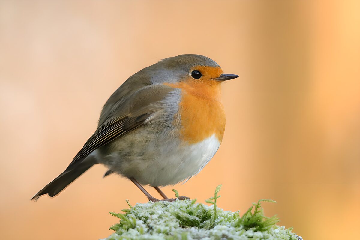 Charming European Robin in Nature