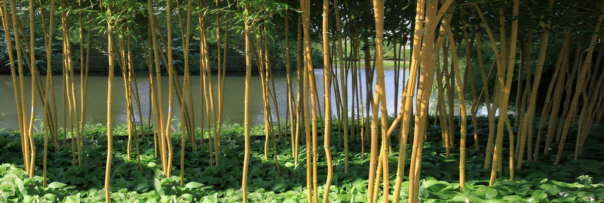 OCCOM6456953: Tranquil Bamboo Grove by the Water