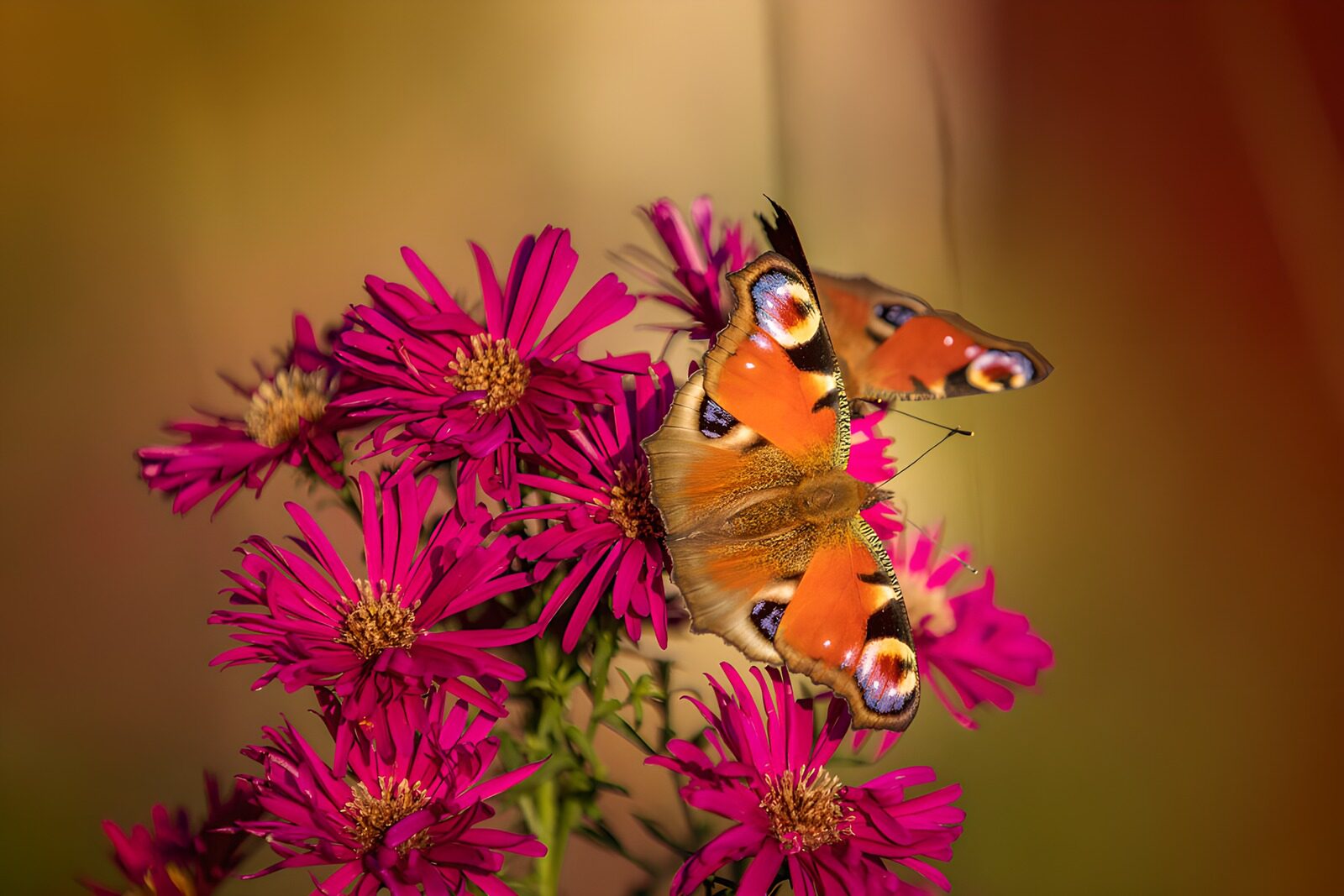 OCCOM3959288: Colorful Butterflies on Pink Flowers