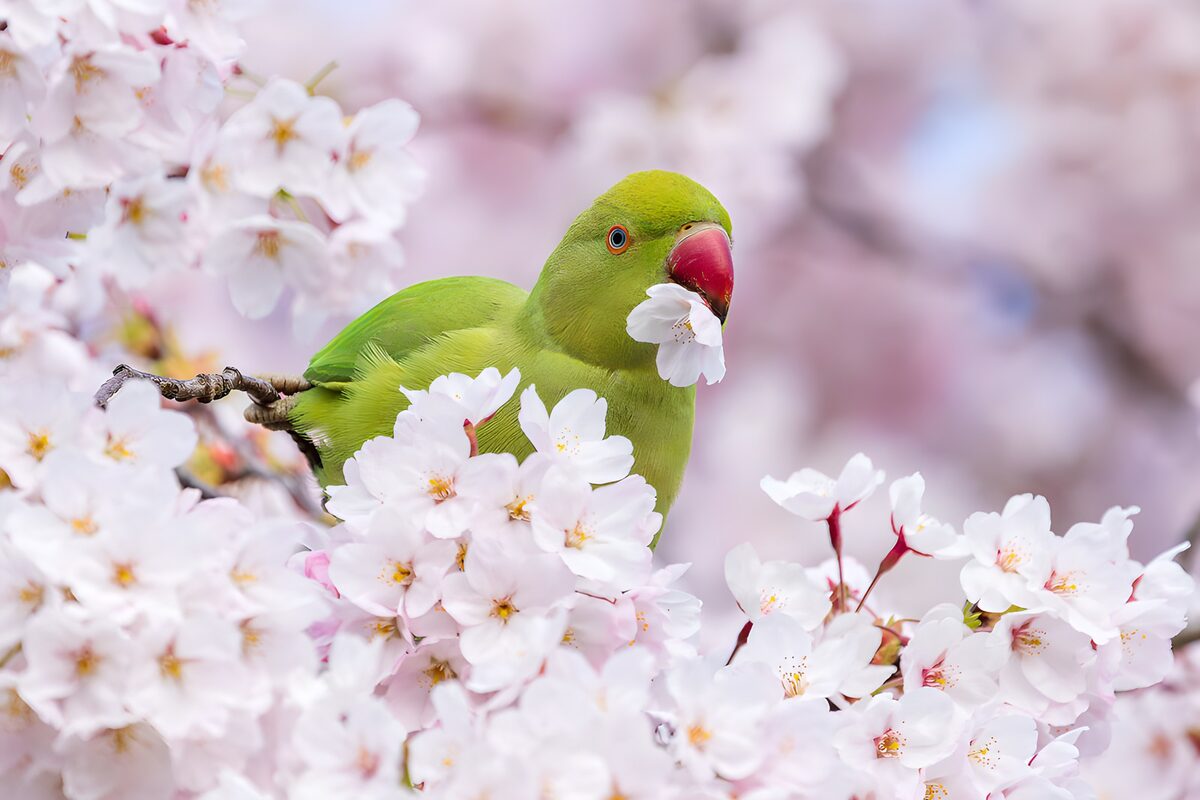 Green Parakeet Among Cherry Blossoms