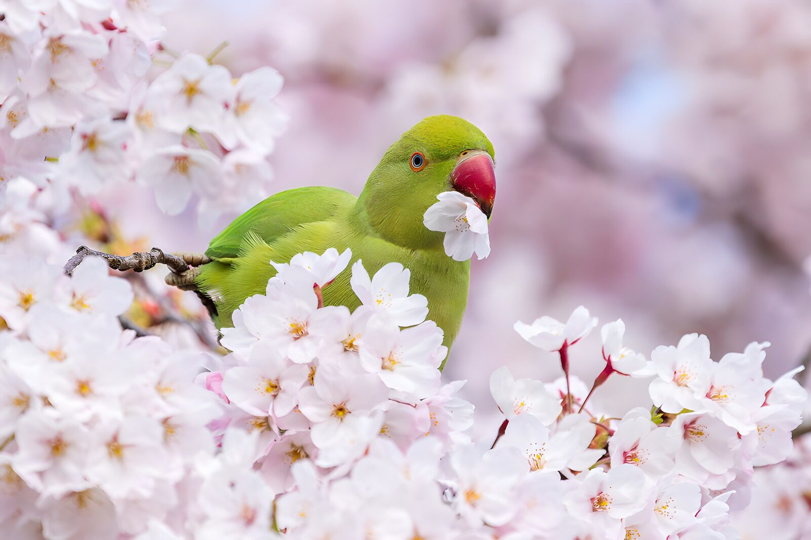 OCCOM7105229: Green Parakeet Among Cherry Blossoms