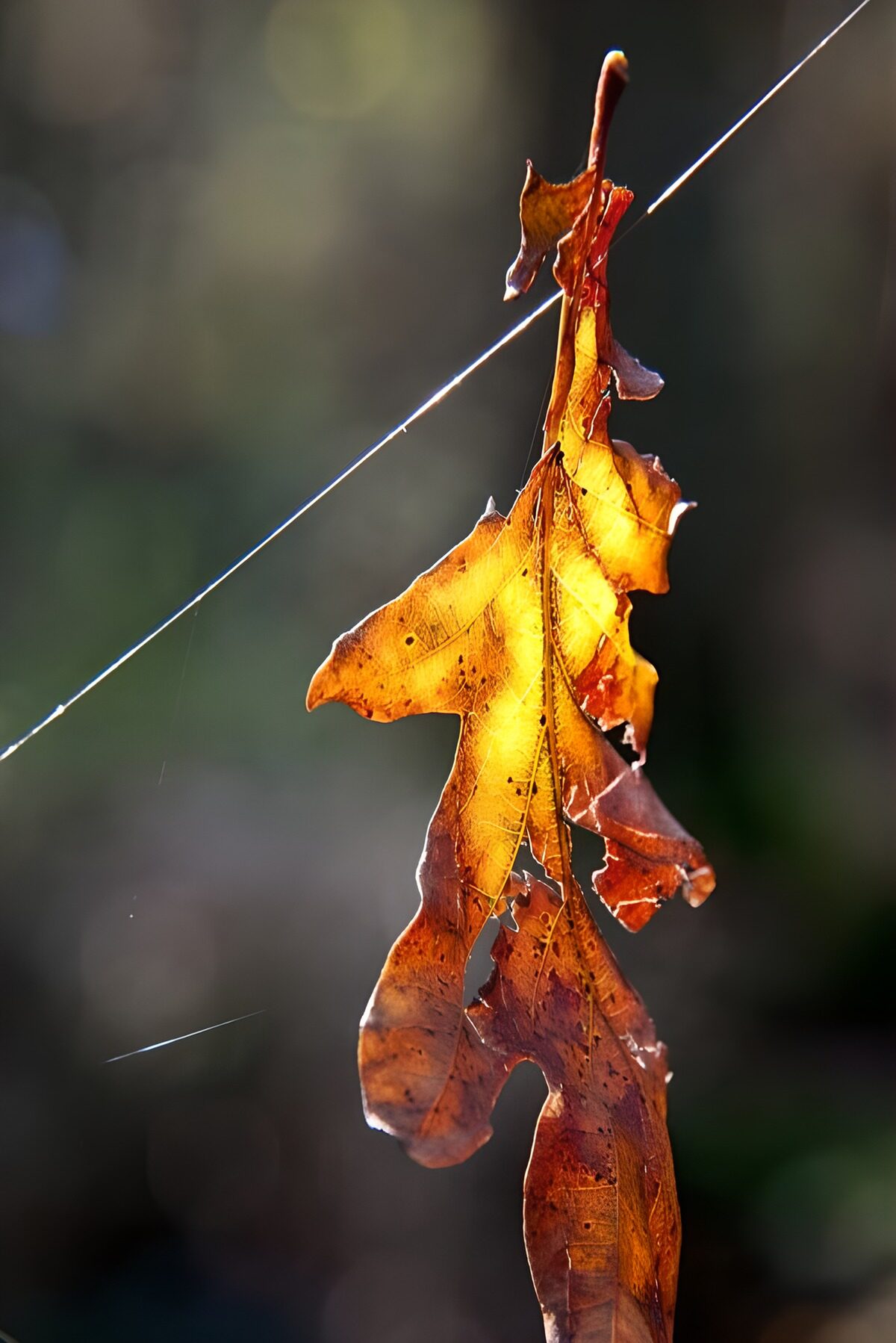 OCCOM7461741: Golden Leaf in Nature's Embrace
