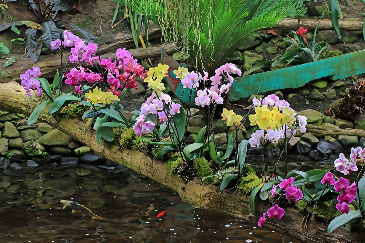 OCCOM4758547: Vibrant Orchids by the Water