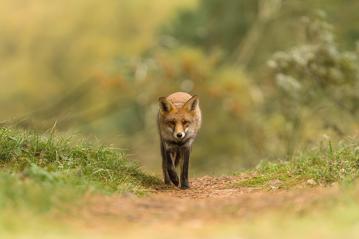 OCCOM3780632: Majestic Fox on the Trail