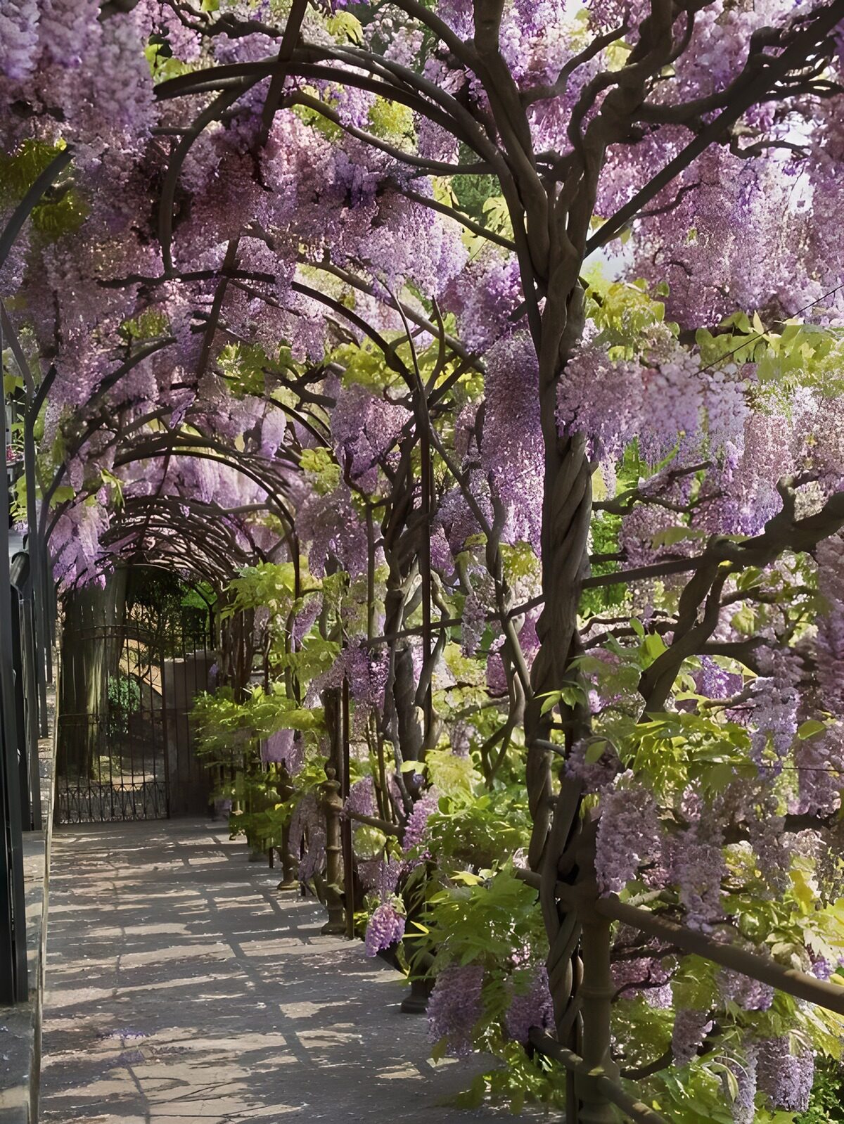 Enchanted Wisteria Pathway