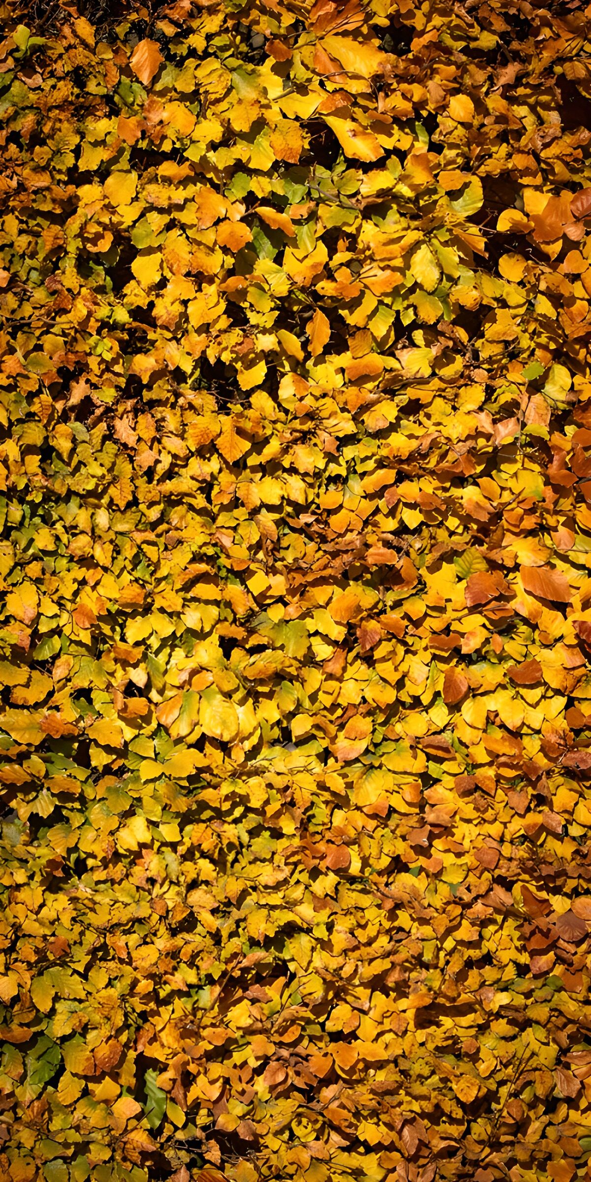 OCCOM8424343: Autumn Leaves in Warm Hues
