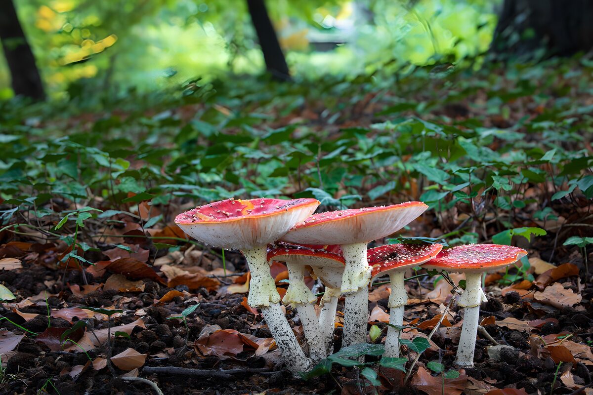 Vibrant Red Mushrooms in the Forest