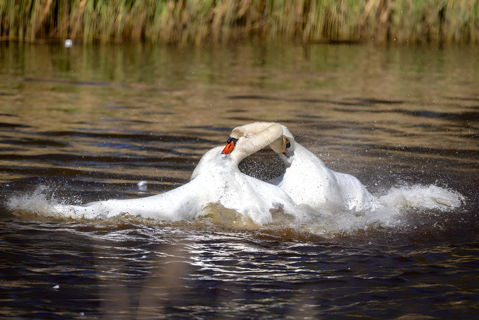 OCCOM5748268: Swans in a Splashing Showdown