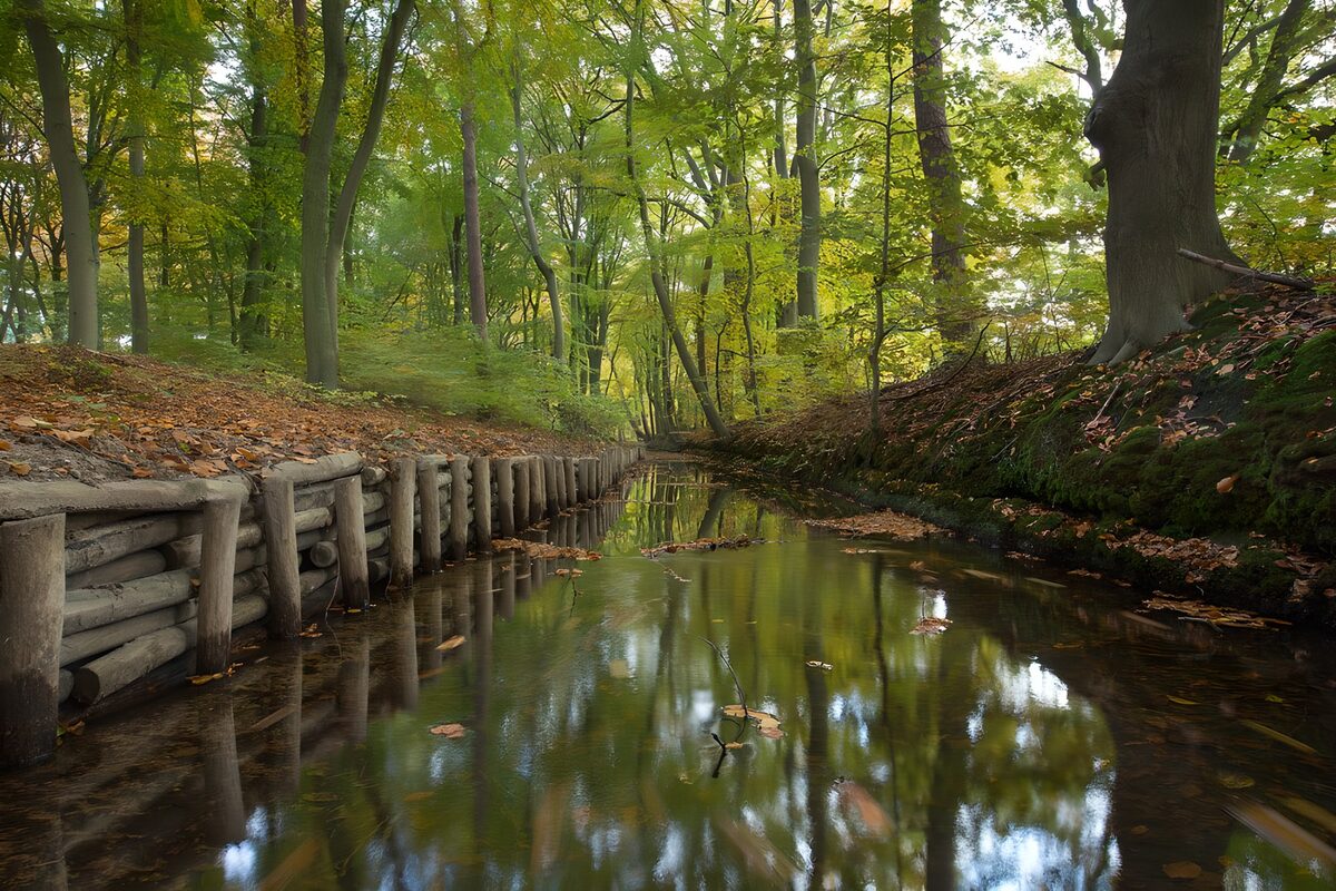 Serene Forest Stream in Autumn
