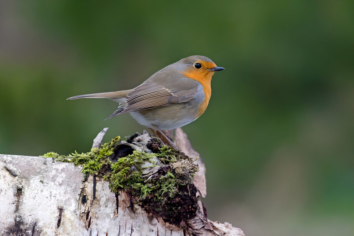 OCCOM6964000: Beautiful Robin on a Log