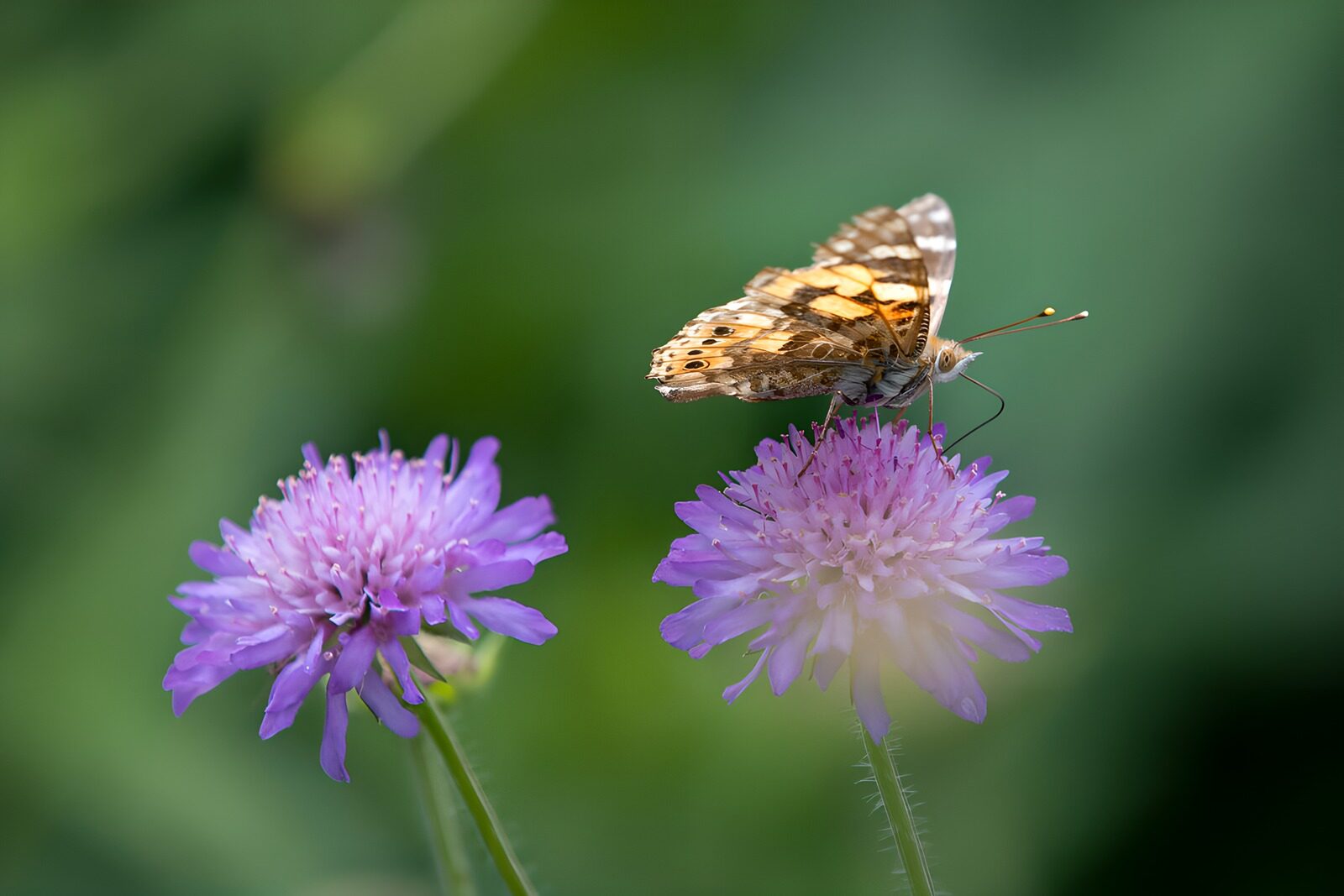 OCCOM6990410: Butterfly on Purple Flowers