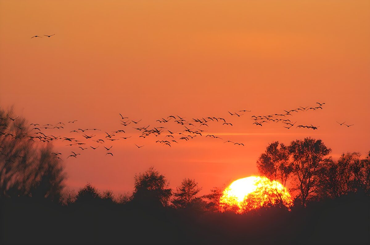 Sunset Symphony