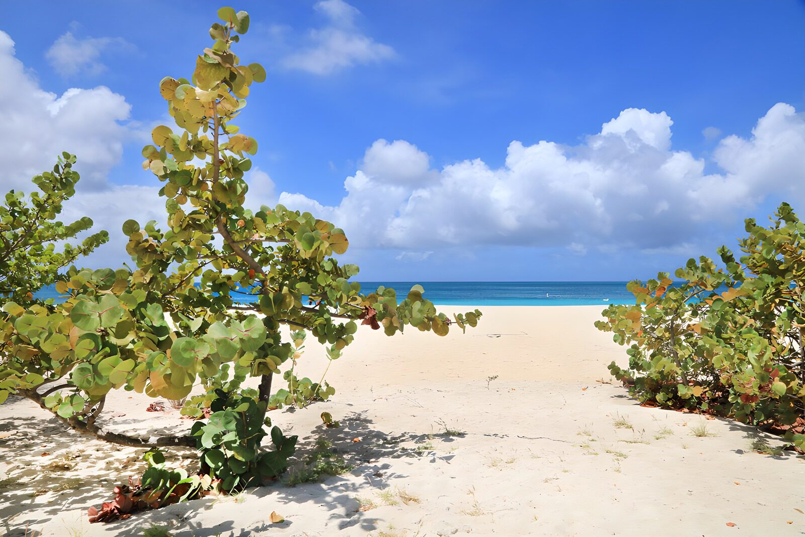 OCCOM1806873: Serene Beachfront with Lush Greenery