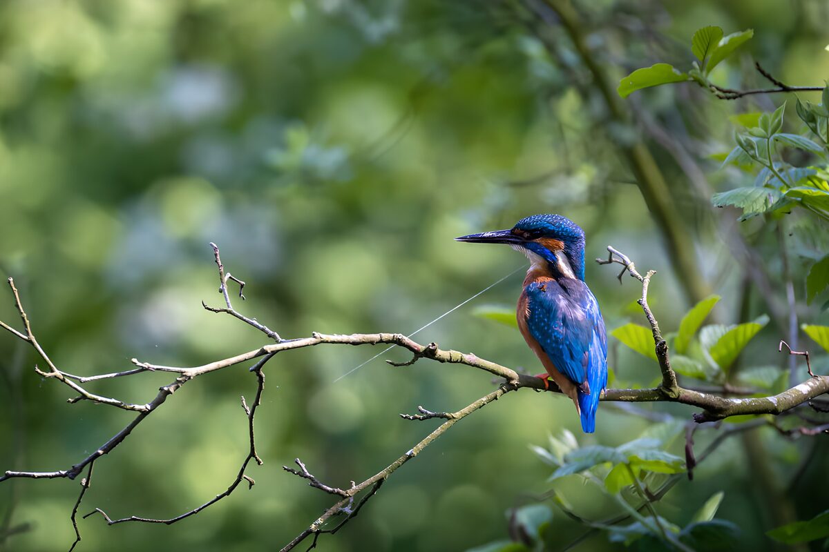 OCCOM1740607: Vibrant Kingfisher Perched on a Branch