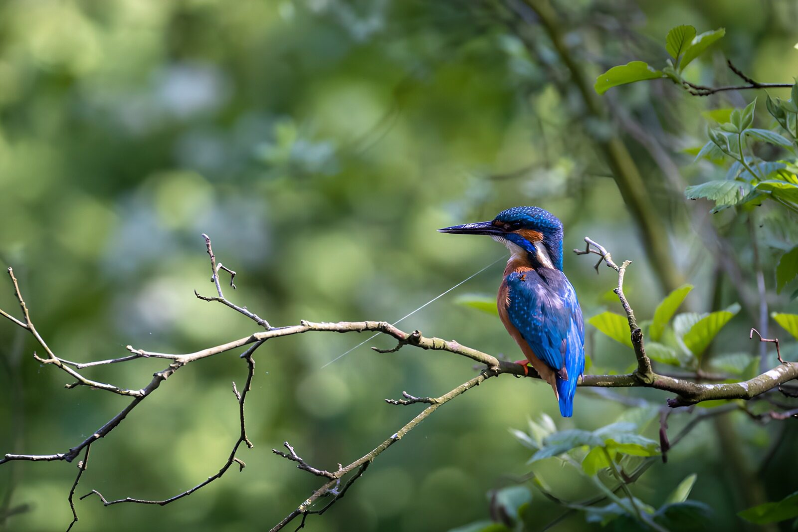 OCCOM1740607: Vibrant Kingfisher Perched on a Branch