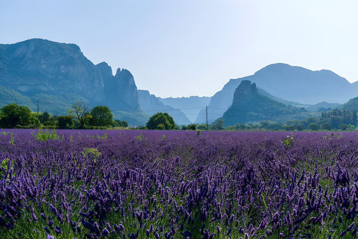 Lavender Field with Majestic Mountains