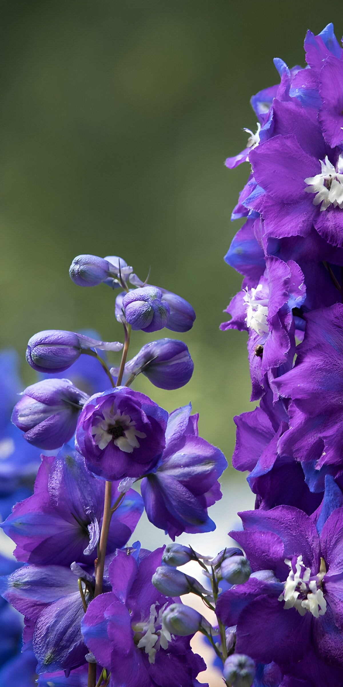OCCOM4725198: Vibrant Purple Delphinium Blossoms
