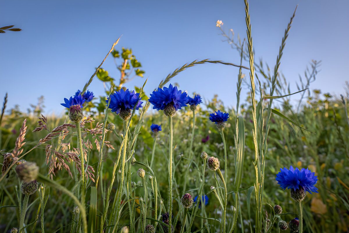 OCCOM8159031: Vibrant Blue Cornflowers in the Field
