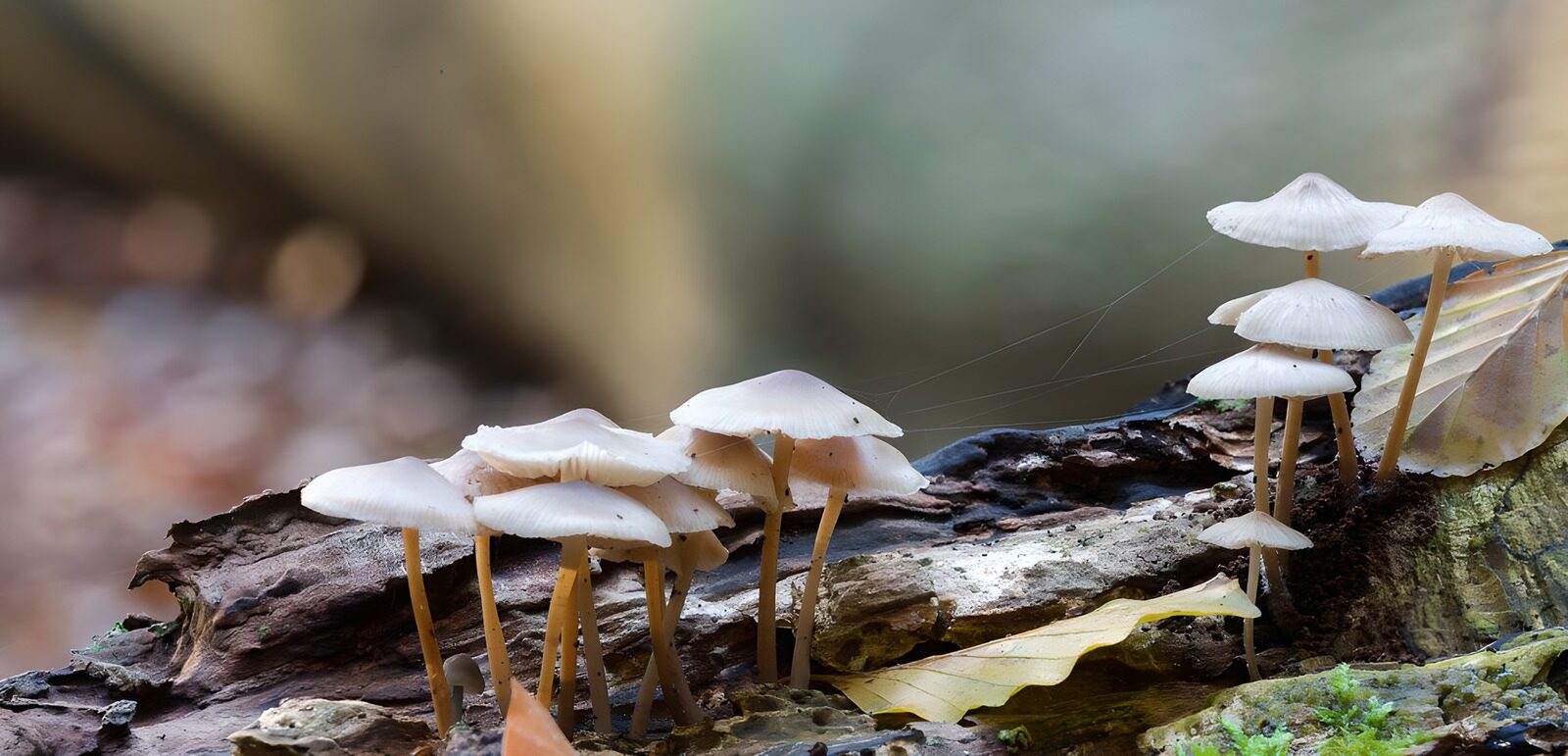 OCCOM5999198: Enchanting Forest Mushrooms