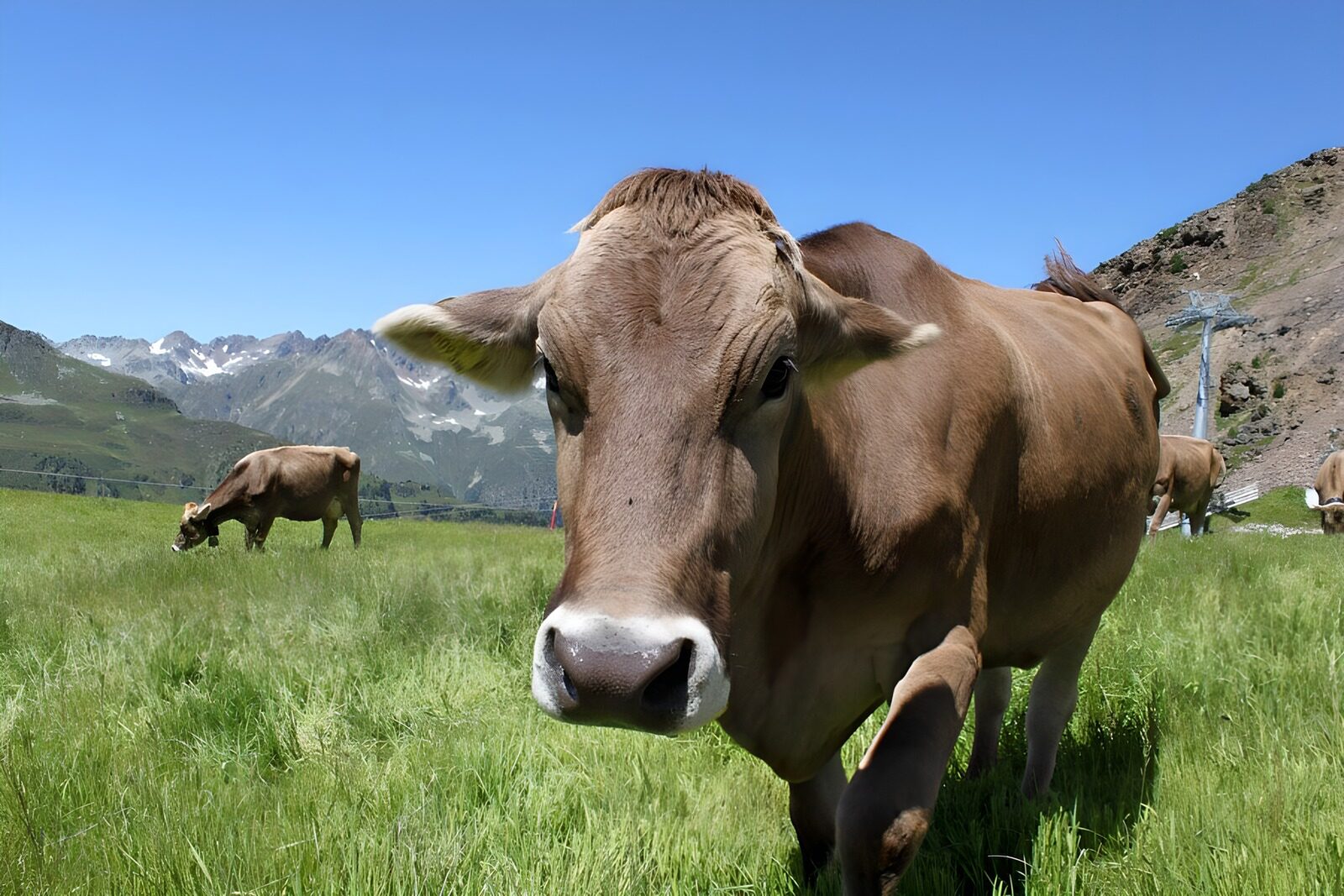 OCCOM7439566: Alpine Cow in Green Pastures