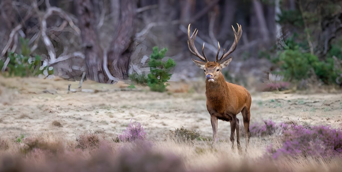 Majestic Stag in Serene Landscape