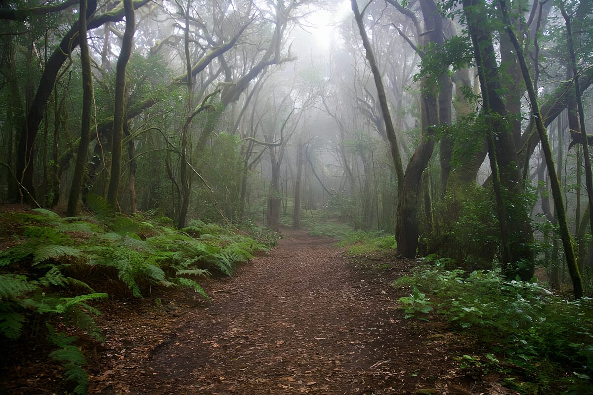 Enchanted Misty Forest Path