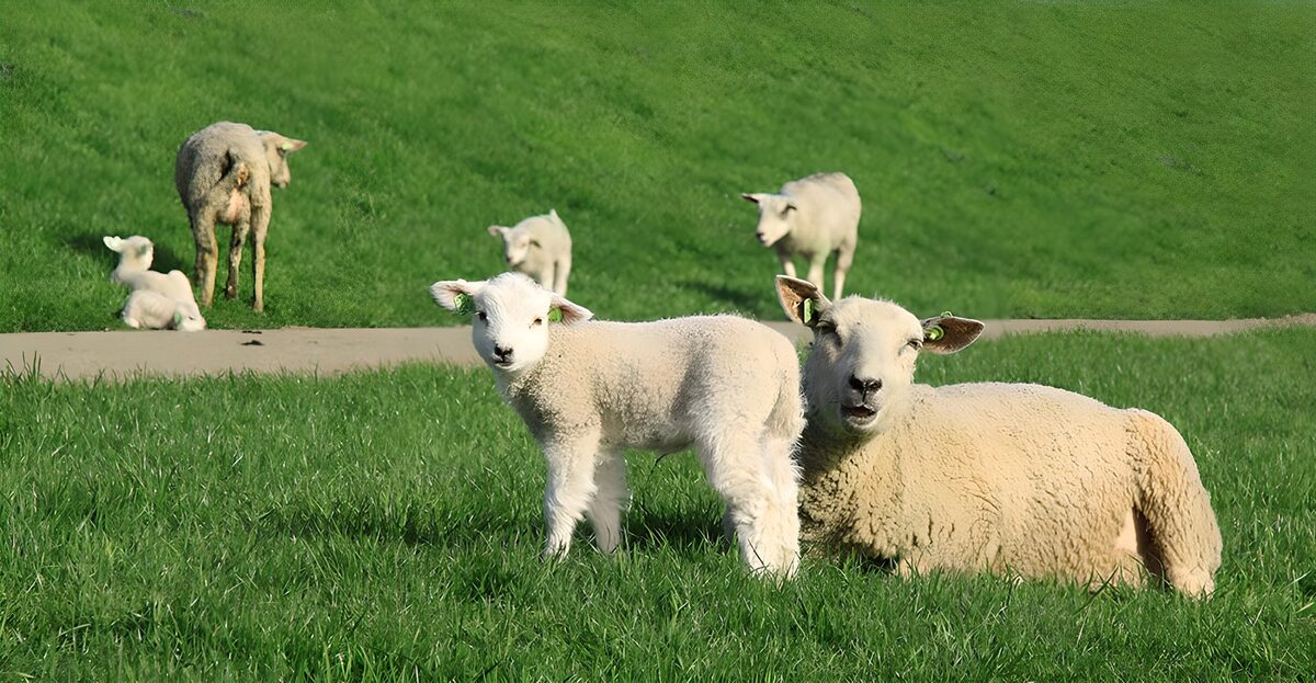 Mother and Lamb in Green Pasture