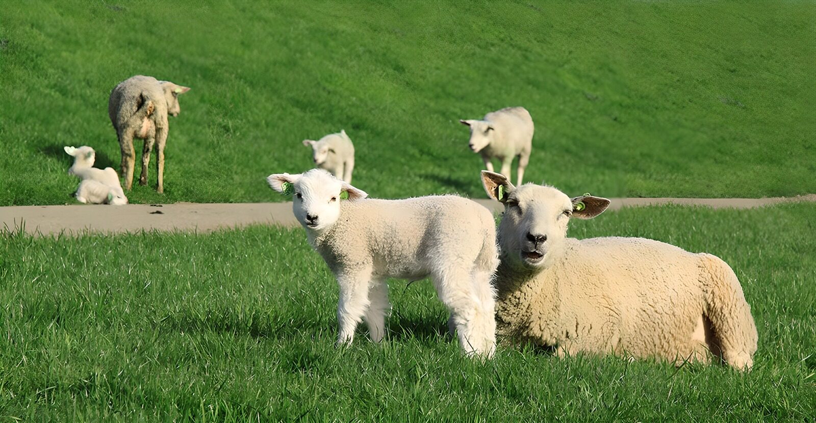 OCCOM8549885: Mother and Lamb in Green Pasture