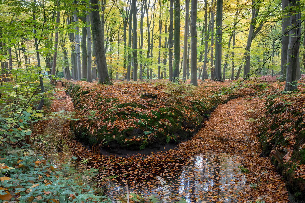Tranquil Autumn Forest Scene