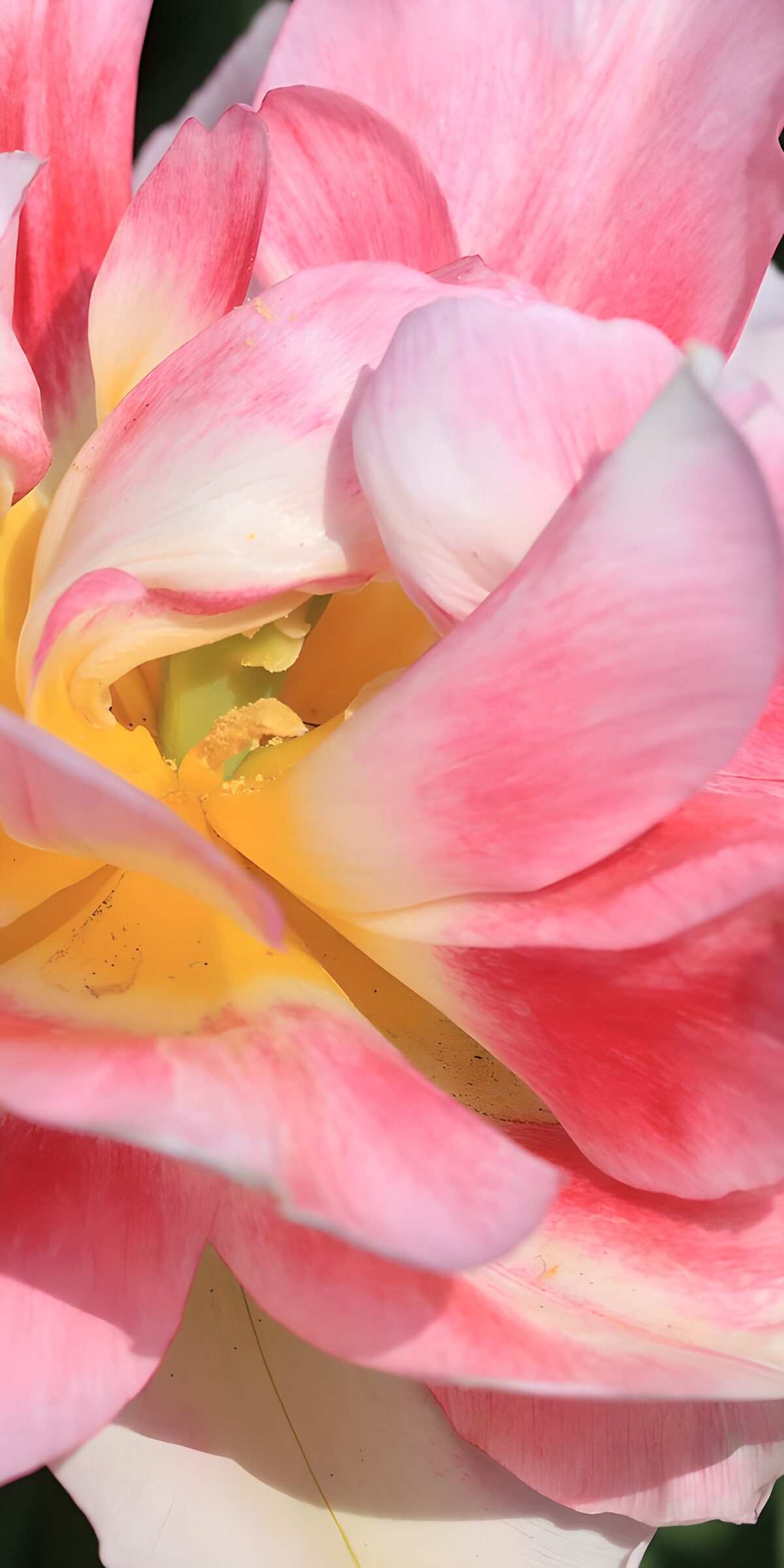 OCCOM4035464: Soft Pink Tulip in Full Bloom