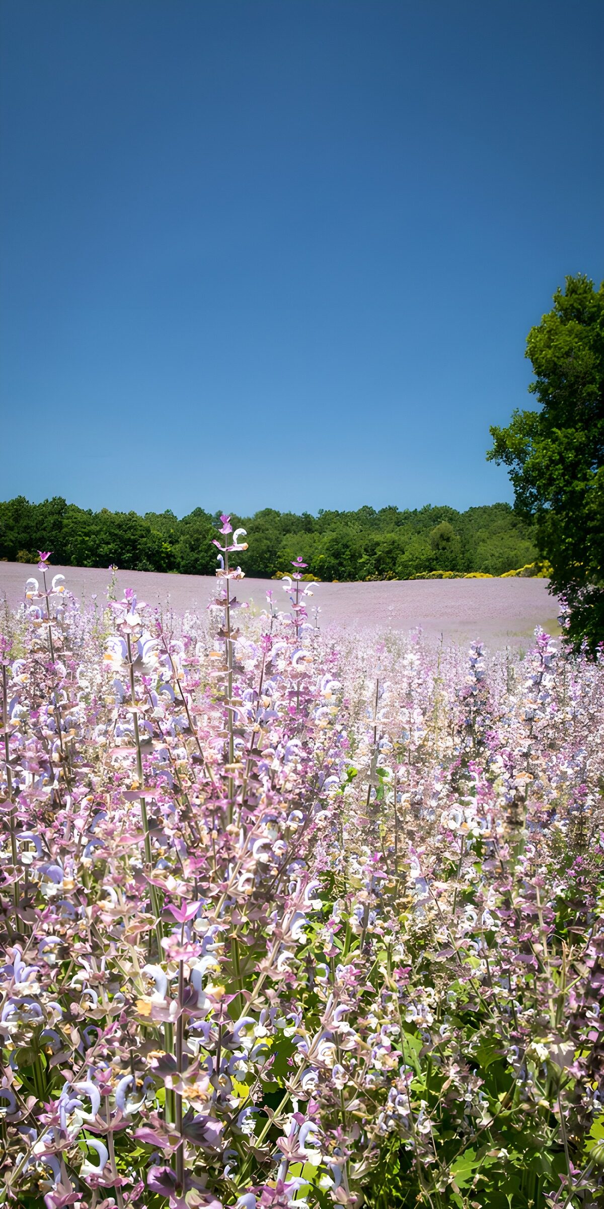 OCCOM3376610: Serene Lavender Field Under Blue Sky