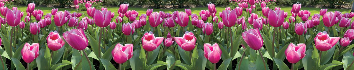 Vibrant Pink Tulip Field in Bloom