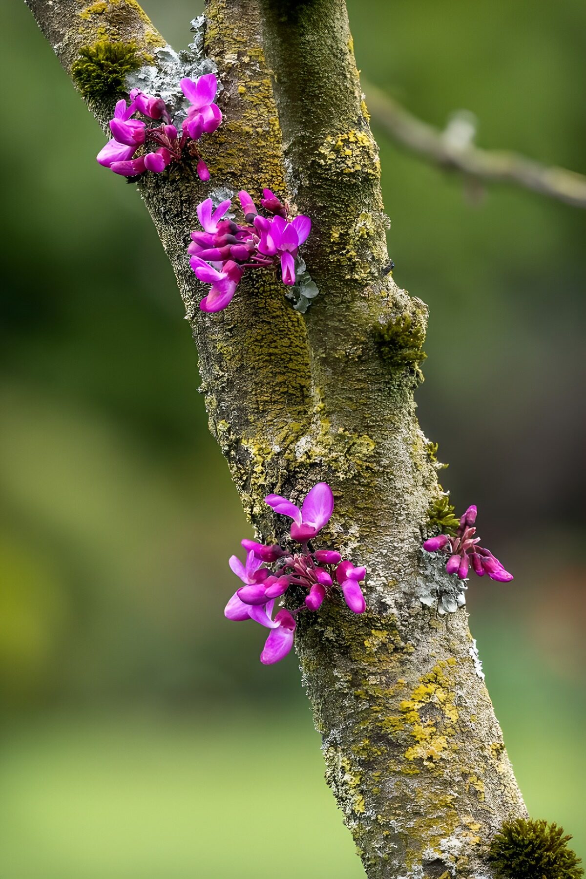 OCCOM3982292: Blossoms on Weathered Bark