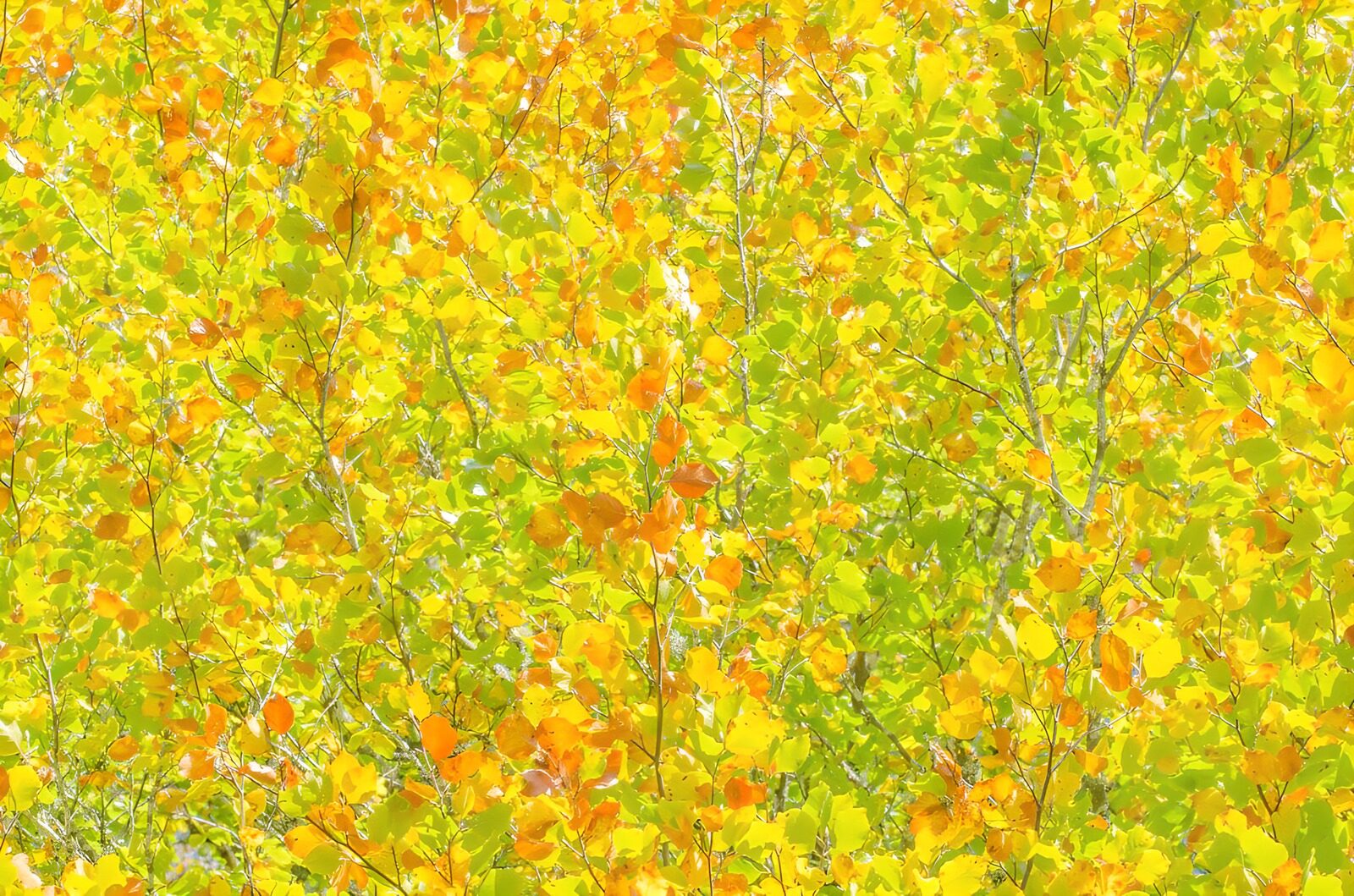 OCCOM9138505: Vibrant Autumn Foliage