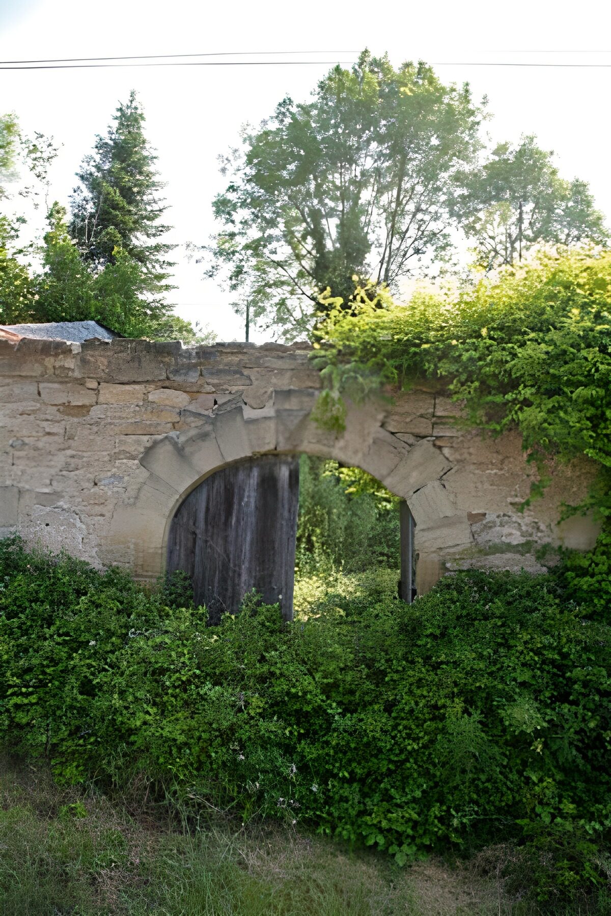 OCCOM3970240: Overgrown Archway in Nature