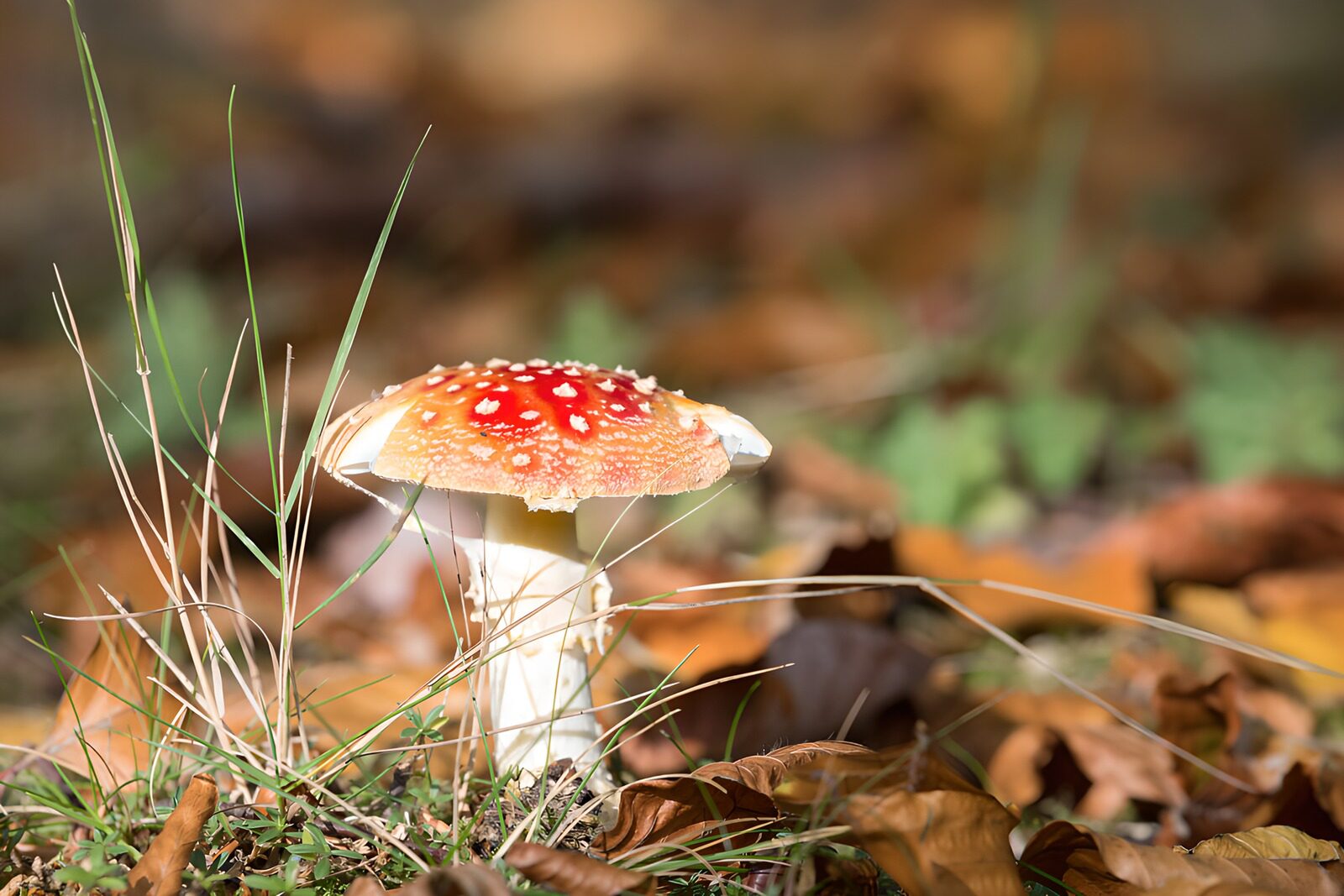 OCCOM8569531: Enchanting Red Mushroom in Autumn