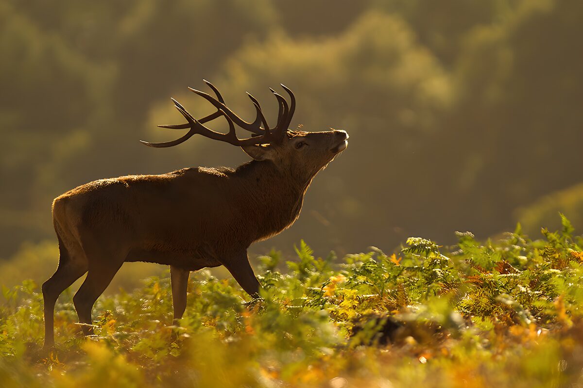 Majestic Stag in Golden Light