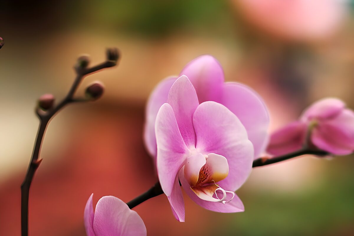 Elegant Pink Orchid in Bloom