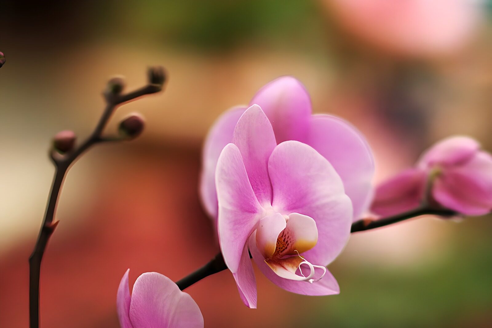 OCCOM7655879: Elegant Pink Orchid in Bloom