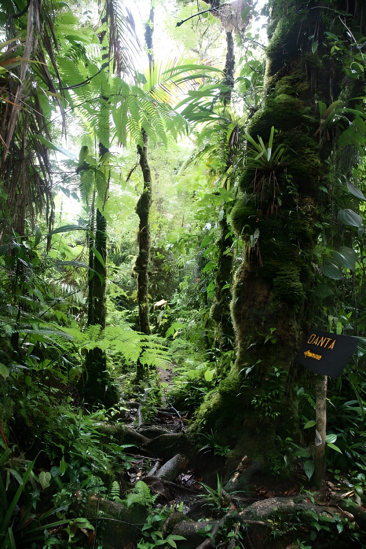 OCCOM9400273: Lush Jungle Pathway
