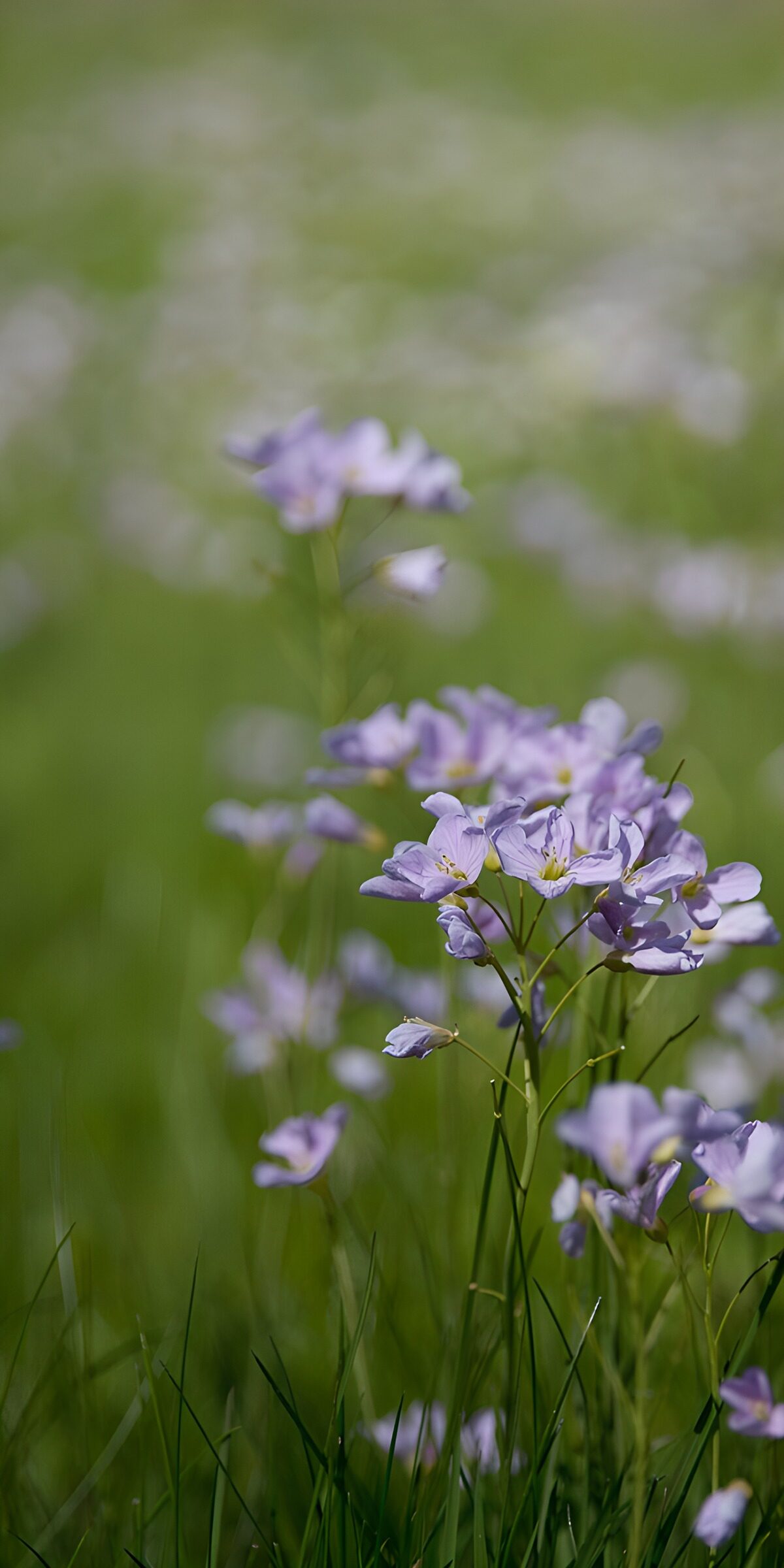 OCCOM4812422: Purple Wildflowers in a Green Meadow
